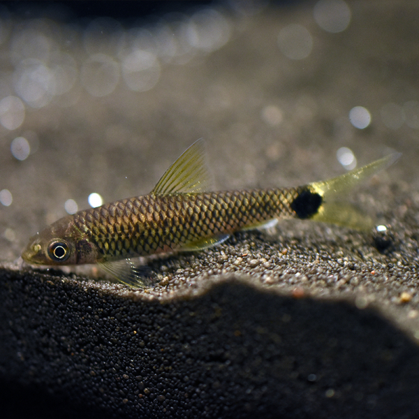 Pinselalgenfresser,  Crossocheilus reticulatus